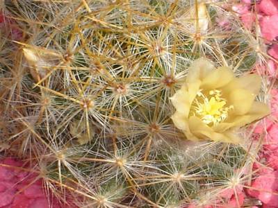 Mammillaria_prol_fera_2006-09-09_2.JPG