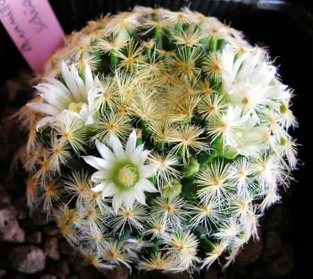 Mammillaria_schiedeana.jpg