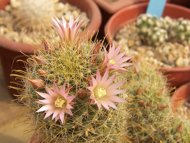 Mammillaria_Septiembre2008.jpg