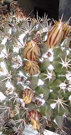 Mammillaria_woburnensis2.jpg