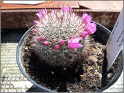 Mammillaria_Zeilmanniana.jpg