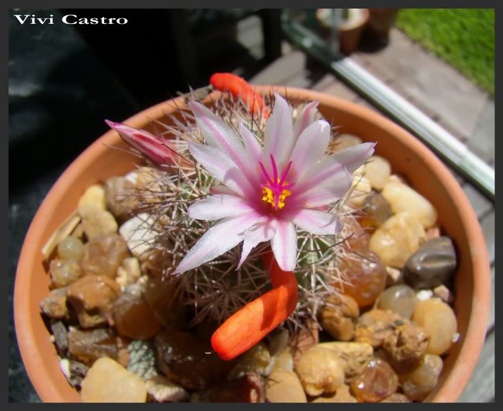 Mammillariaalbicansfraileana3_734x600.jpg