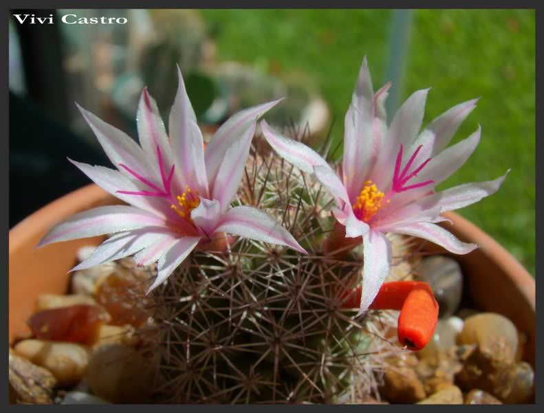 Mammillariaalbicansfraileana5_791x600.jpg