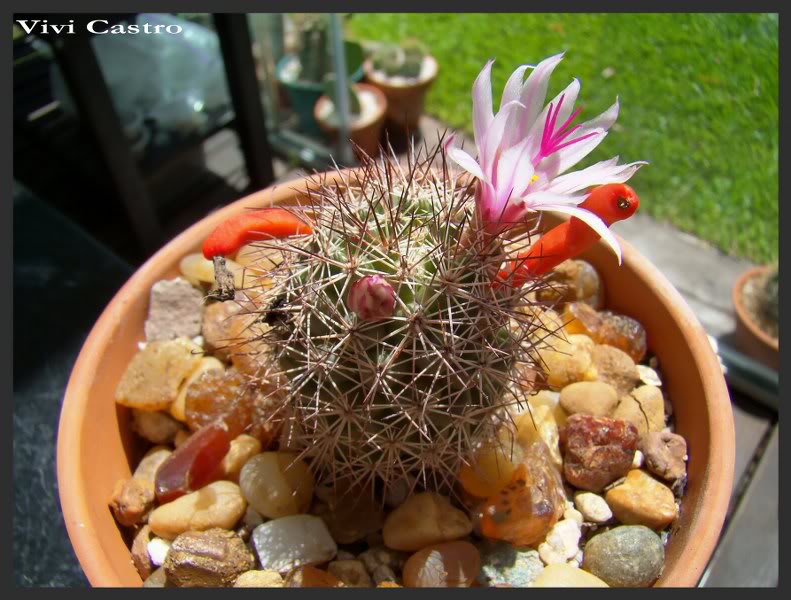 Mammillariaalbicansfraileana_791x600.jpg