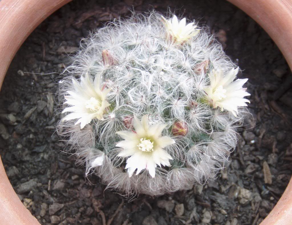 mammillariabocasanaflores_zpsfb2a518b.jpg