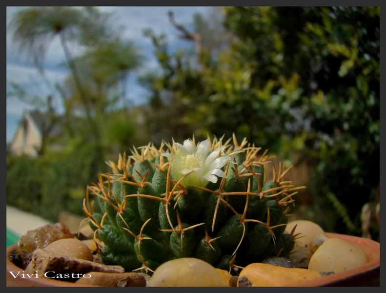 MammillariacamptotrichacvBru.jpg