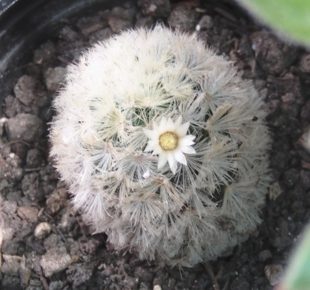 Mammillariacarmenaeenflor_zpscf3b1939.jpg