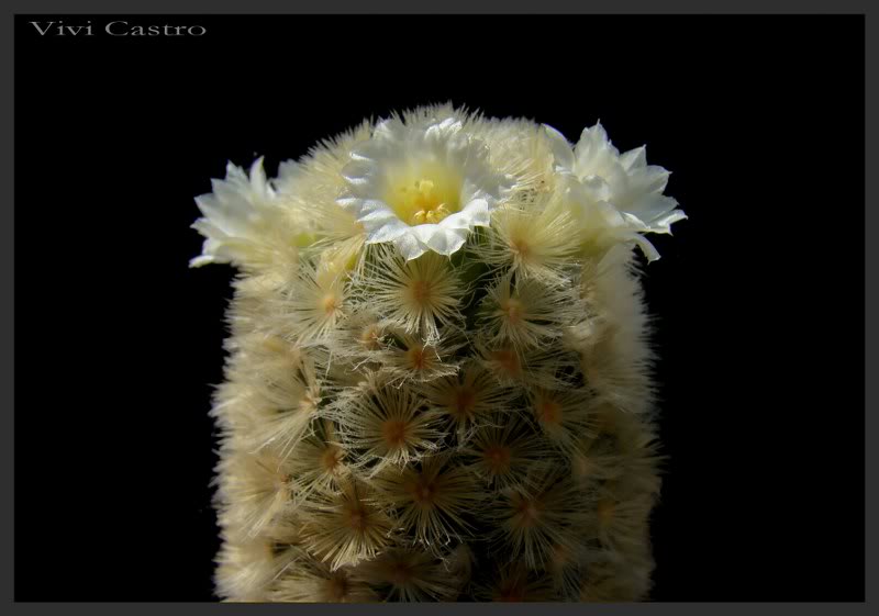 Mammillariacarmenaeflorbca.jpg