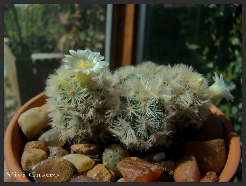 Mammillariacarmenaeflorblanca2011.jpg