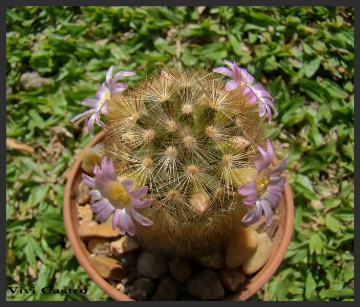 Mammillariacarmenaerubrispina3.jpg