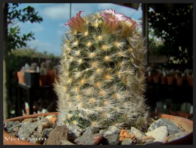 Mammillariacarmenaexlaui4-agosto2011.jpg