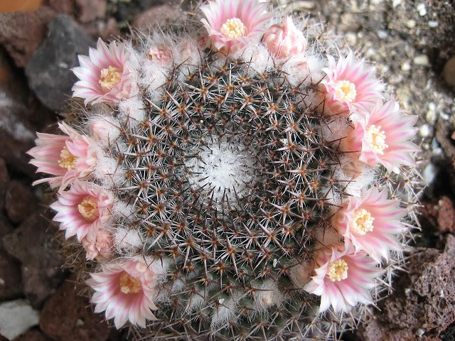 Mammillariachionocephala.jpg