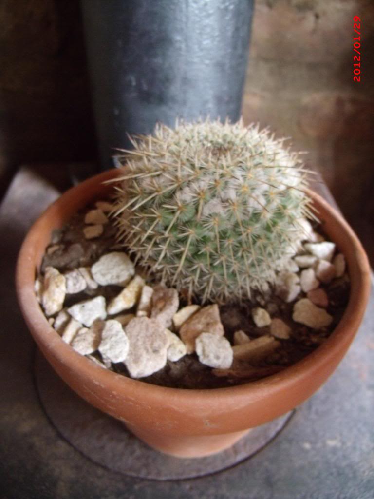 MammillariaColumbiana_zps3f7aa0b5.jpg