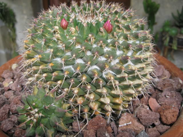 Mammillariacompressa.jpg