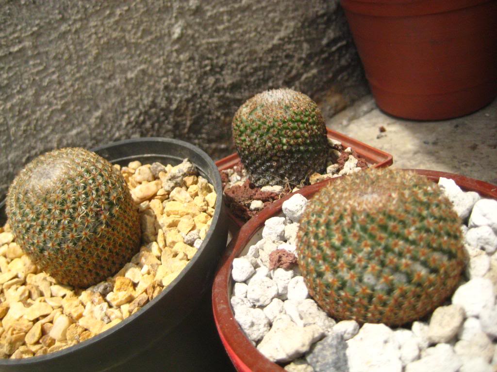 Mammillariacrucigera.jpg