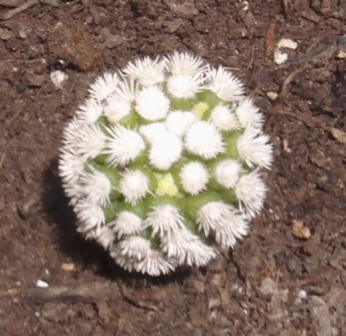 mammillariacvsnow.jpg