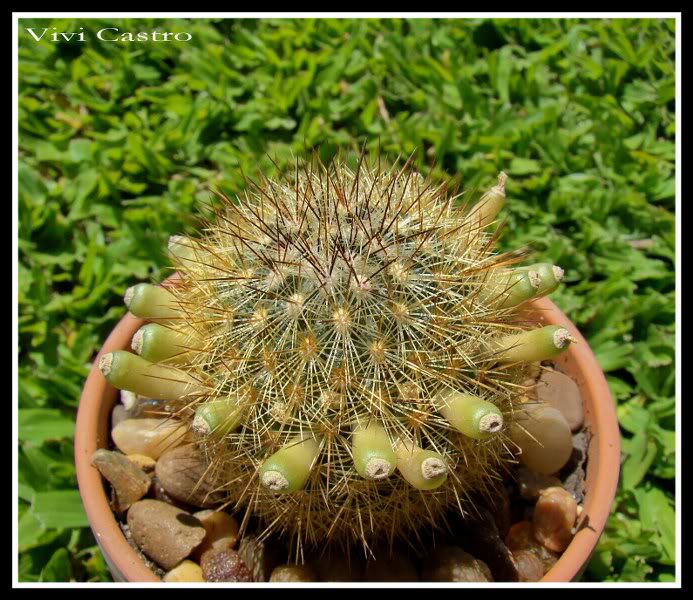 Mammillariadensispina-frutos.jpg