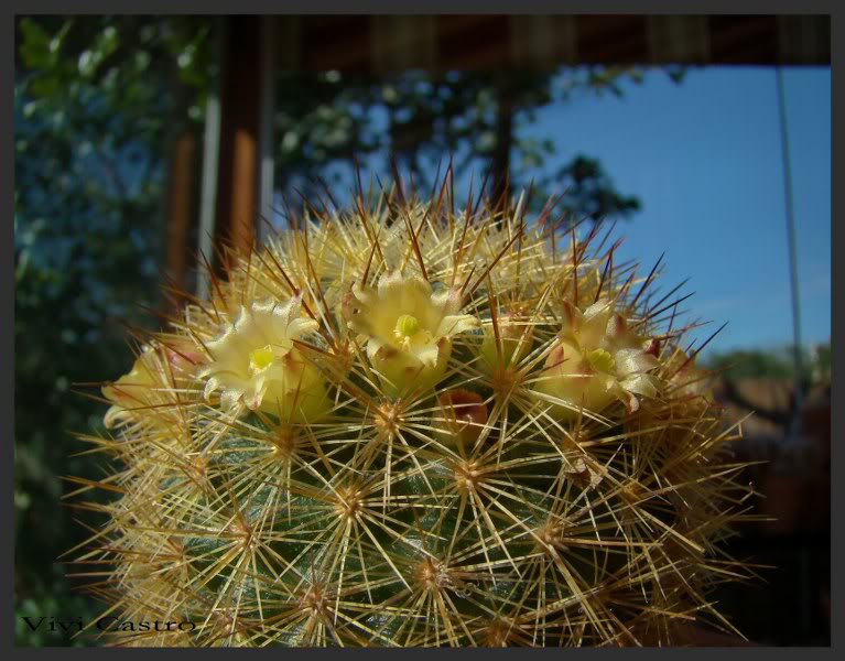 Mammillariadensispina3.jpg