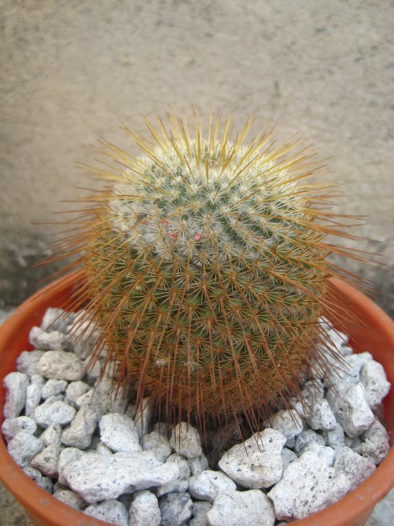 mammillariadixanthocentron2.jpg