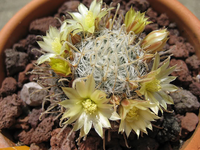Mammillariaduweii2.jpg