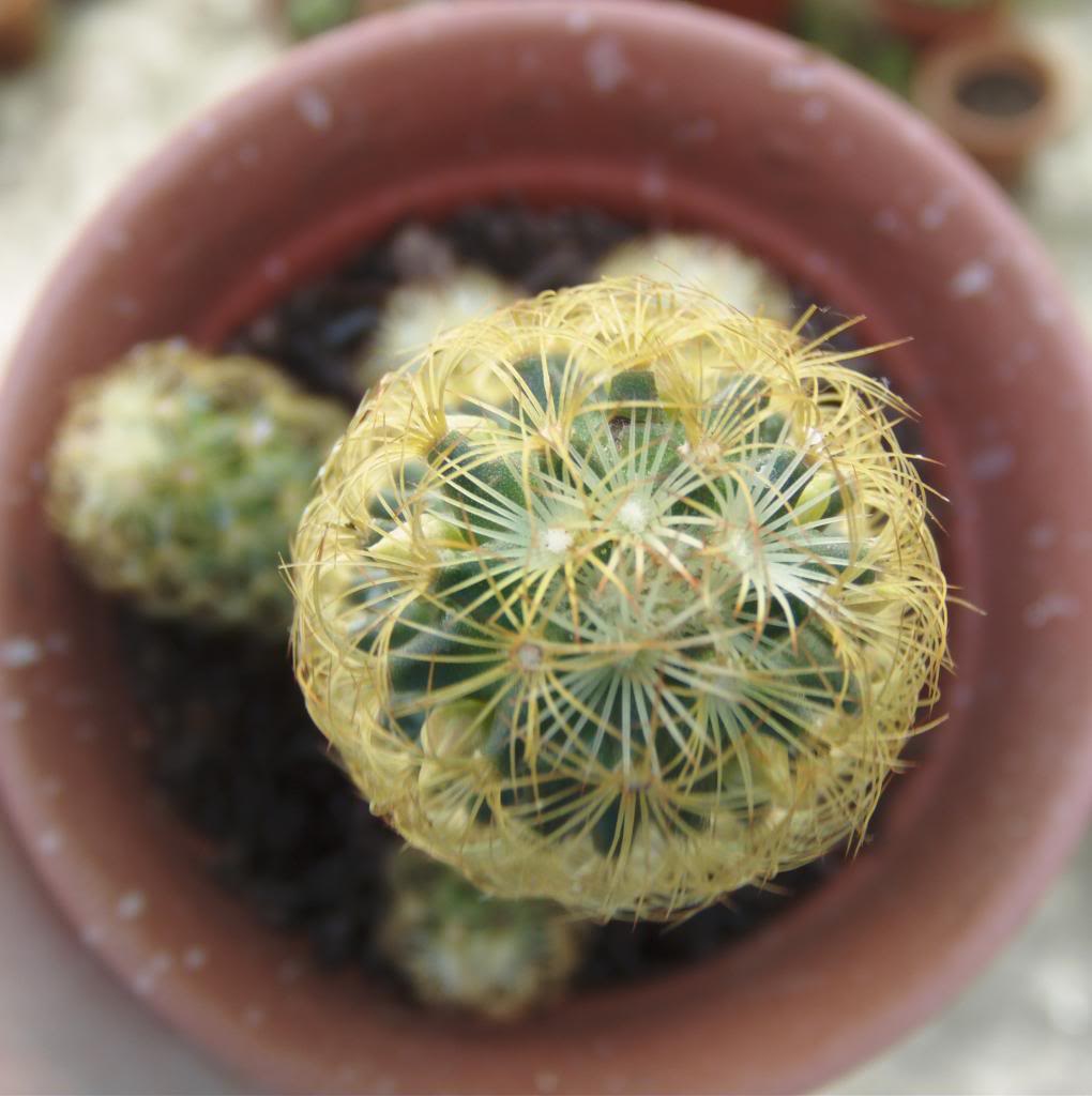 mammillariaelongata2concapullos2_zpsdae81221.jpg