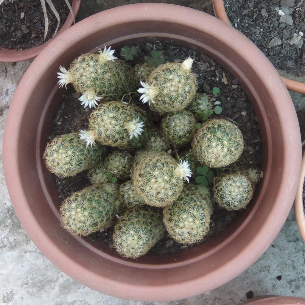 mammillariaelongata2maacutesflores_zps0eae828e.jpg