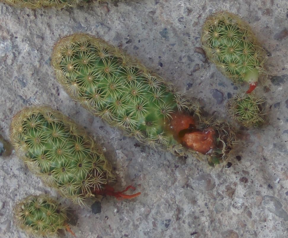 mammillariaelongataconroya2_zps832e8616.jpg