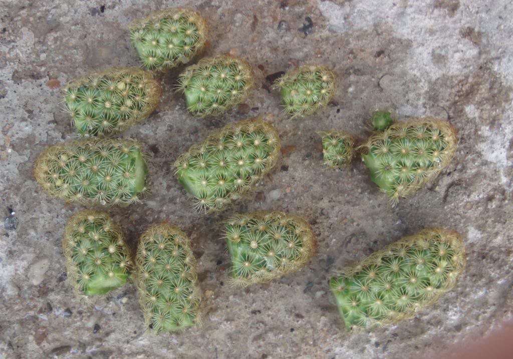 mammillariaelongataconroya3_zps2301de42.jpg