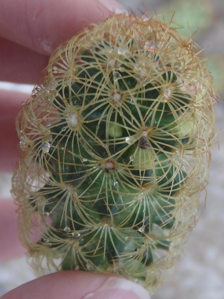 mammillariaelongataconroya4_zps663cf3f9.jpg