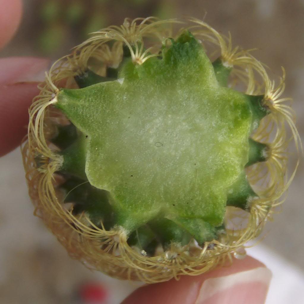 mammillariaelongataconroya5_zps962f4351.jpg