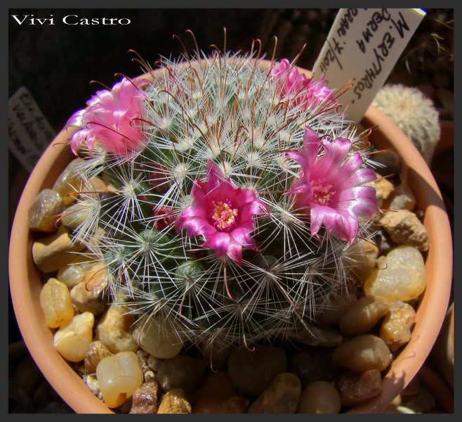 Mammillariaerythrosperma-Agosto2011.jpg