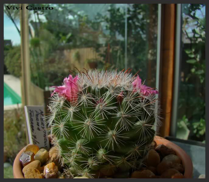 Mammillariaerythrosperma-Julio2011.jpg