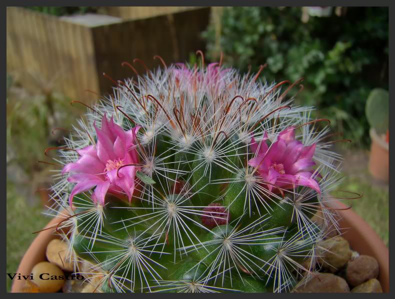 Mammillariaerythrosperma-Julio20114.jpg