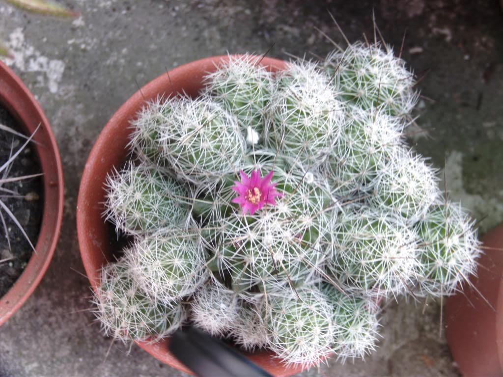mammillariagracilismayo_zps2b5f583e.jpg