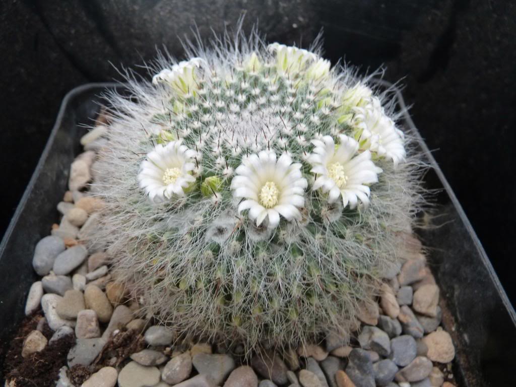 Mammillariahahnianaalbiflora02_zpse93769ec.jpg