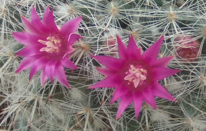 mammillariahahnnianaflores3_zps9df8610a.jpg