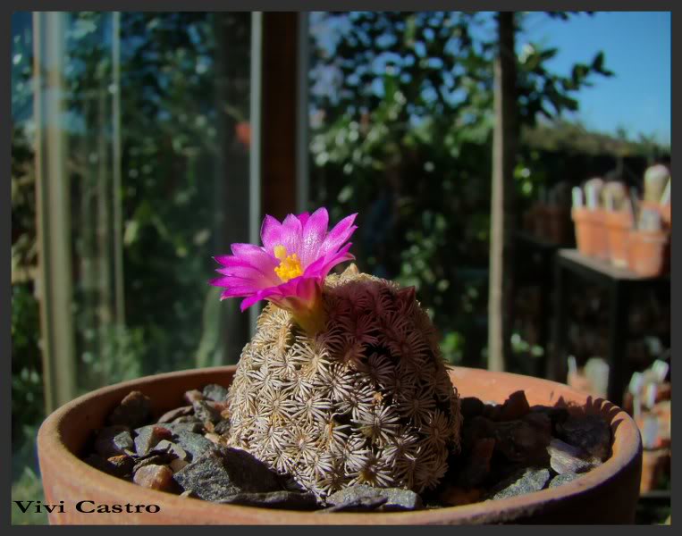 Mammillariahernandezii-Julio20115.jpg