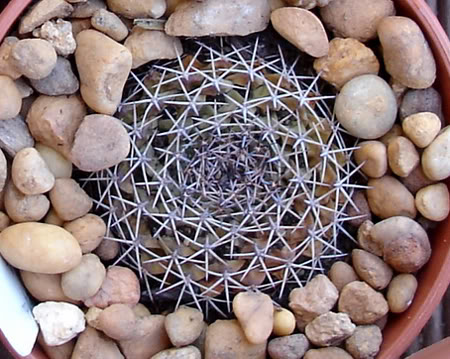 mammillariaheyderi06_2008.jpg
