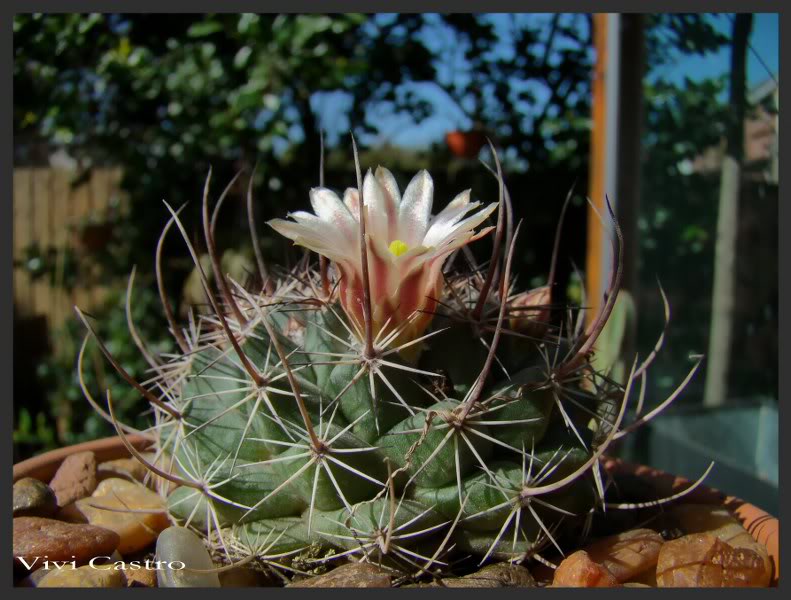 Mammillariajohnstonii-agosto2011.jpg