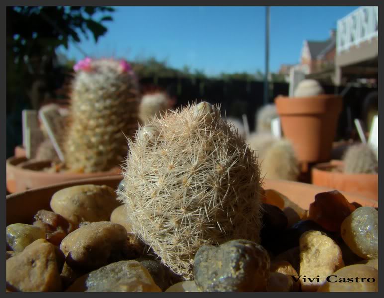 Mammillarialasiacantha-Julio2011.jpg