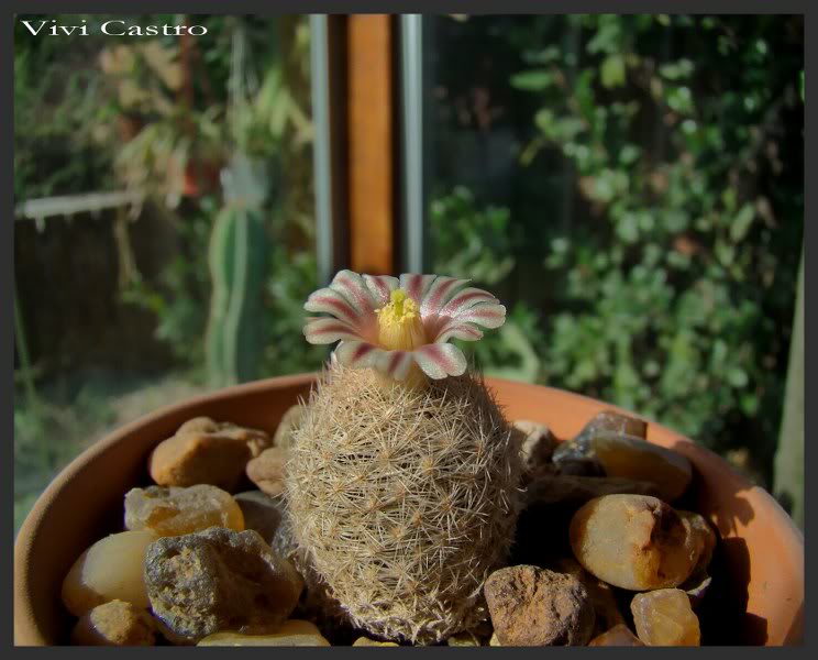 Mammillarialasiacantha2-Julio2011.jpg