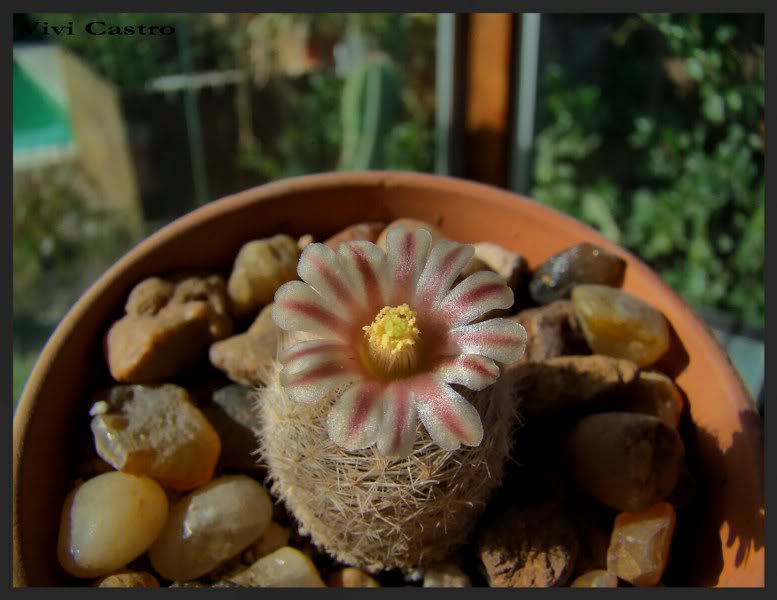 Mammillarialasiacantha3-Julio2011.jpg