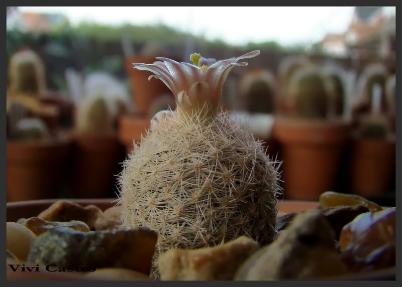Mammillarialasiacantha4-Julio2011.jpg