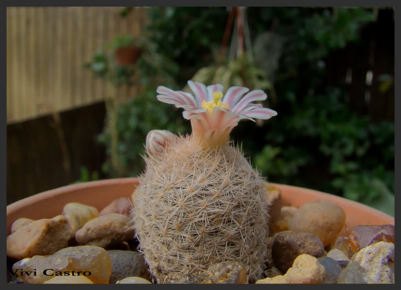 Mammillarialasiacantha5-Julio2011.jpg