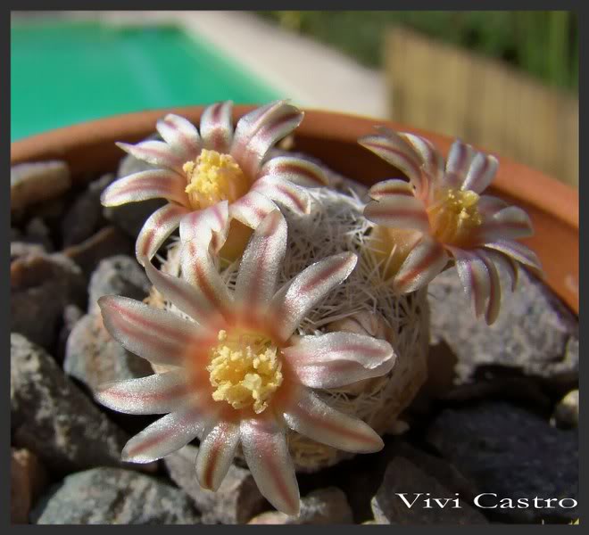 MammillarialasiacanthaGK5.jpg