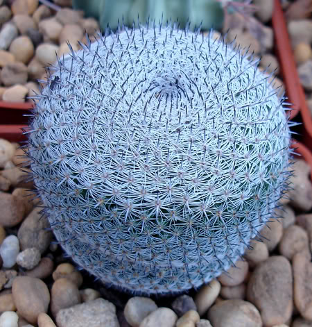 mammillariamatudae06_2008.jpg