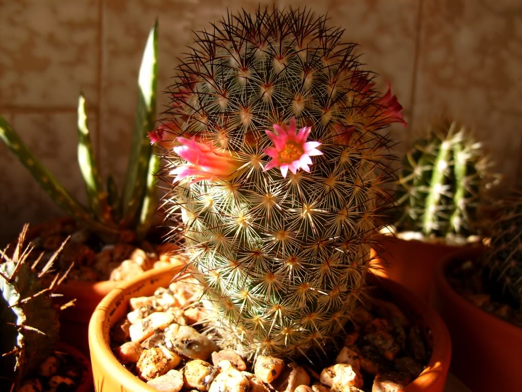 Mammillariamicrohelia1_flor4.jpg