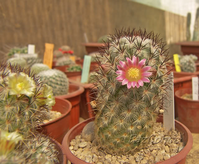Mammillariamicrohelia_rosa1copia.jpg