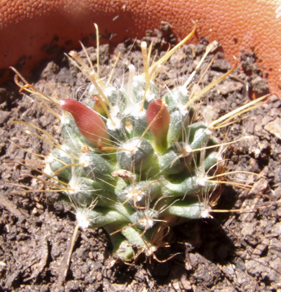 mammillarianavajohijueloenflor_zpsdf650441.jpg