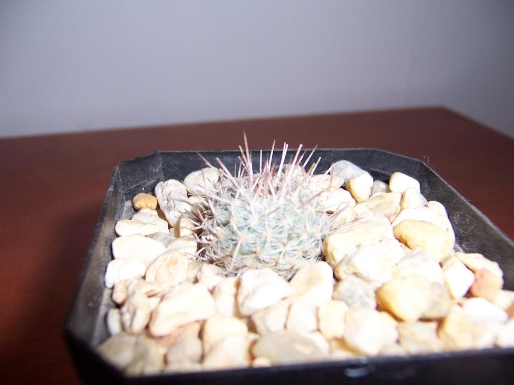 Mammillariaparkinsonii.jpg